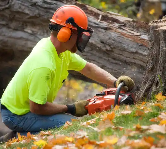 tree services West Mansfield